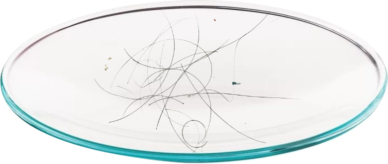 większa ilość włosów na szkiełku laboratoryjnym